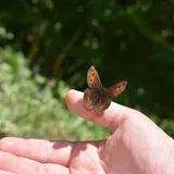 hands