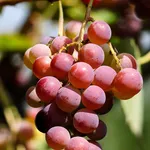 Edwards Winery, Cowaramup, WA