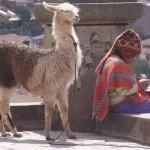Local Girl and Lama, Cusco, Peru