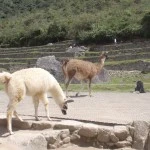 Locals at Machu Picchu