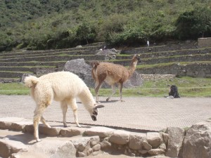 Locals at Machu Picchu