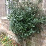 Mistletoe at Dunino