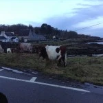 Cows on Mull