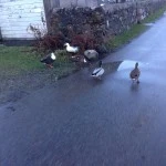 Ducks on Mull
