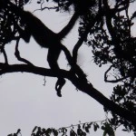 Find the spider monkey - Calukmul