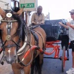 Our transport around Alexandria 20 November 2011