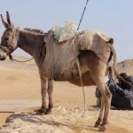 Donkey