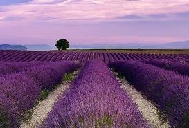 Young Living Lavender Farm